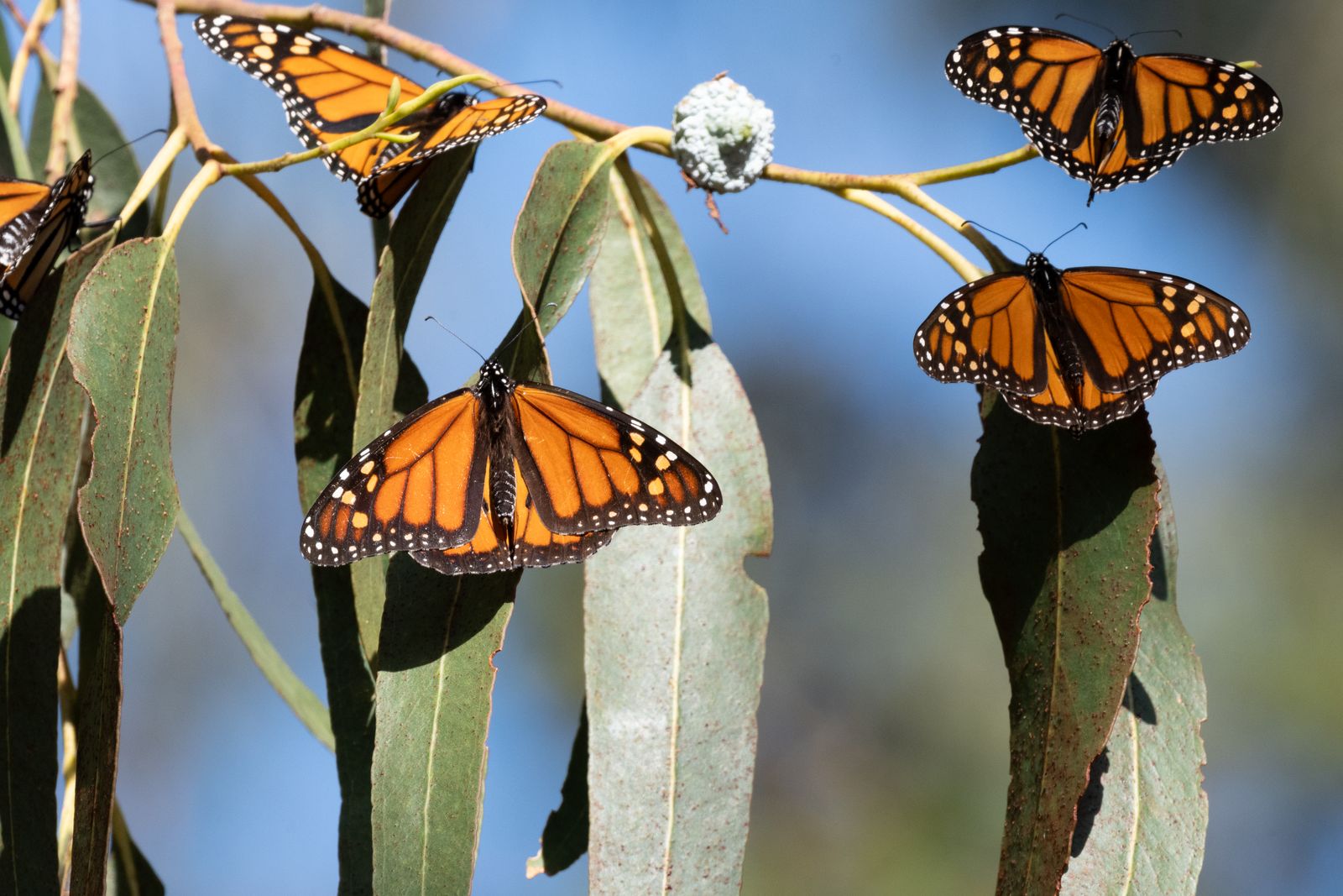 A close-up of a monarch butterfly with its wings spread, showing its complex orange and black patterns.