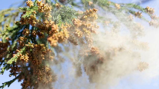 A dense forest of uniform Japanese cedar trees with dry needles on the ground.